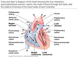 They also take waste and carbon dioxide away from the tissues. Topic 6 Cont D 6 2 The Transport System Draw And Label A Diagram Of The Heart Showing The Four Chambers Associated Blood Vessels Valves The Route Ppt Download