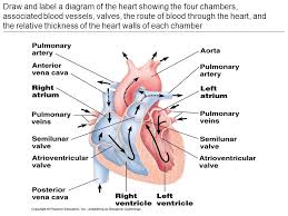A blood vessel is any of the tubular channels that convey blood throughout the body, whether arteries (including threadlike arterioles) that convey blood away from the heart, veins (including threadlike venules) that convey blood toward the heart, or the tiny capillaries that connect arterioles and venules. Topic 6 Cont D 6 2 The Transport System Draw And Label A Diagram Of The Heart Showing The Four Chambers Associated Blood Vessels Valves The Route Ppt Download