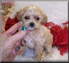 Apricot Toy Maltipoo Puppies For Sale Off 63 Canerofset Com