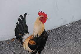 Key West Parking Lot Chicken Key West Parking Chickens Birds