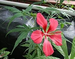 Image result for Hibiscus migeodii