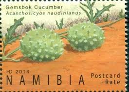 Image result for Acanthosicyos naudinianus