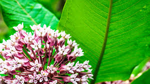 8 different types of milkweed (photos) flowers are usually chosen for gardens based on color, ease of care, or another physical feature. How To Grow Milkweed Blog Minnbox