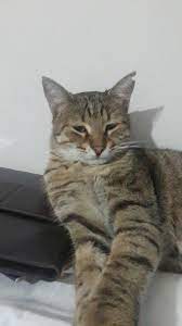 semt kartal kalabalik evde korkuyor ve cocuk rahat vermiyor cok acill rahat kedi kartal