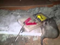 This hvac service improves system performance and indoor air quality. 12 16 15 Rats In Attic Ac Ducts Chewed Youtube