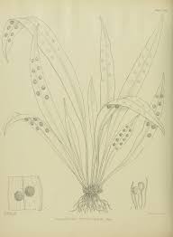 Image result for Loxogramme