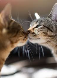 114 Cats Ready For Valentine S Day Animals Cats Pretty Cats