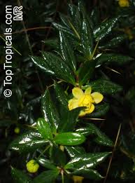 Image result for Berberis verruculosa