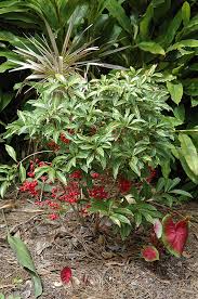 Image result for Ardisia staudtii