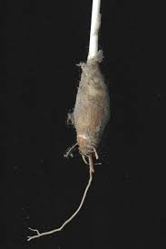 Image result for Ledebouria macowanii