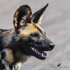 A Beautiful Capture Of A Wild Dog By Rangerdrewbot For Information On Safaris To Africa Please Visit Our Website Wild Dogs African Wild Dog African Wildlife