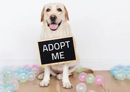 Pets were released in the june 2019 update (summer update); Pets Plus Hosting Adoption Days Leo Lucky S