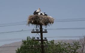 Image result for ‫لانه لک لک‬‎