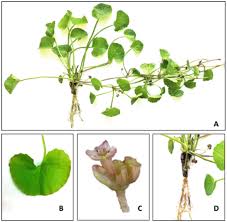 Image result for Centella glabrata