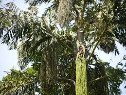 Image result for Caryota urens