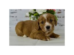 Stewart is a sixteen week mini golden doodle. Mini Golden Retriever Dog Male Dark Golden 2625455 Petland Batavia Il