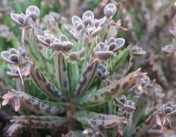 Kalanchoe daigremontiana (mother of thousands). Mother Of Thousands Or Mother Of Millions Succulent Plant Care
