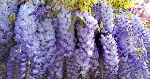 The best plants are always those that are beautiful and useful. Grow Vines To Protect Your Urban Home Against The Indian Summer