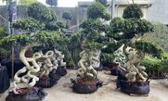 Dragon Shape Ficus Microcarpa Bonsai Landscaping Tree ...