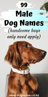 For these southern dog names, the most obvious starting point is to look at country music, the popular genre that originated in the southern united states.other areas of inspiration are locations, characters and things that. 100 Unique Boy Dog Names Meanings That You Don T Hear Too Often