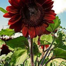 Sebelum itu, mari kita bahas dulu pengertian bunga matahari ya. 5 Benih Seeds Bibit Flower Bunga Matahari Velvet Queen Sunflower Velvet Queen Wildflower Purple Rare Beatuiful And Unique Lazada Indonesia