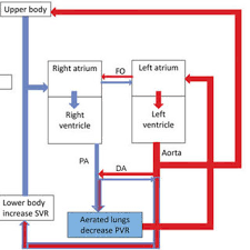 64 Reasonable Fetal Blood Circulation Flow Chart