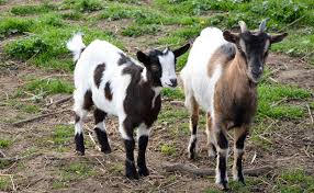Il succède à la fleur. La Chevre Naine Comment Elever Une Chevre Naine A La Maison
