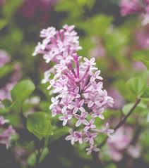 When does a james macfarlane lilac tree bloom? Botanischer Flieder James Macfarlane Syringa James Macfarlane Gunstig Online Kaufen