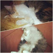 Pasami Cok Ozledim S In 2020 Animals Cats