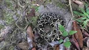 Since this is a wilderness area where wind, weather and lack of fresh water can become threatening, the wildlife service recommends only seasoned canoeists and sea kayakers attempt the trip. Desoto National Forest Hiking While The Snakes Are Moving Youtube