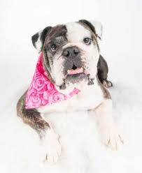 There are many scams out there and not all this is why pups do not leave until they are a minimum of 8 weeks old. Bulldogs Underdog Rescue