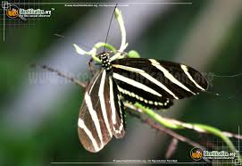 Zebra longwing caterpillars will molt (shed their skin) five times before they pupate. Zebra Longwing Heliconius Charithonia