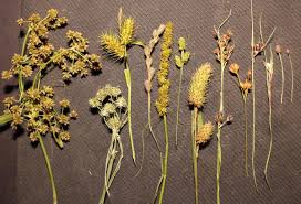 Image result for Cyperaceae