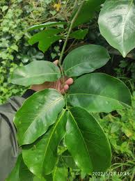 Image result for Intsia