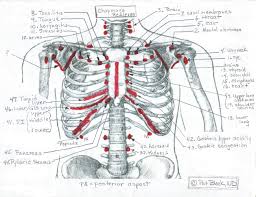 chapmans reflexes diagram health parameters research