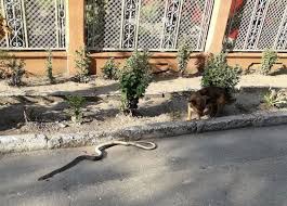 Sat Din Romania Invadat De Sarpele RÄƒu O Specie Care Poate Ajunge Si La 2 Metri Stirileprotv Ro
