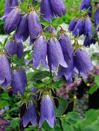 Campanula Punctata Sarastro Bellflower Fairy Garden Plants Plants Perennials