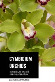 Pin On Beautiful Orchids