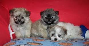 We did not find results for: Havanese Pomeranian Pups 8 Weeks Raised In Family Home For Sale In Glencoe Minnesota Classified Hoodbiz Org