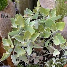 Pin On Succulents