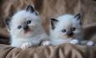 Ragdoll For Sale in Virginia - Hoobly Classifieds