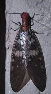 Image result for Pterygota