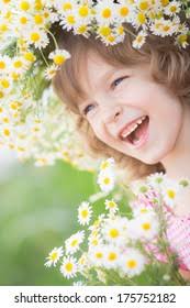 Garland Daisy: Over 4,165 Royalty-Free Licensable Stock Photos