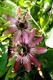 Passiflora Victoria Unusual Flowers Strange Flowers Passion Flower