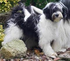 Today we know tibetan terriers as lively, loyal and playful house pets that bring us joy and happiness. Tiamastae Dazzle Dragon Tibetan Terrier Tibetan Terrier Terrier Puppies Tibetan Terrier Breeders