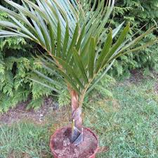 Image result for Hyophorbe verschaffeltii