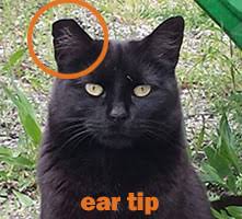 Latos stated that this doesn't mean that every cat that acts skittish and runs off is feral. How To Handle Feral Cats East Bay Spca And Other Resources