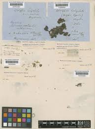 Image result for Wolffiella welwitschii