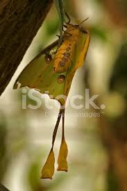 Check spelling or type a new query. African Moon Moth Argema Mimosae Stock Photos Freeimages Com
