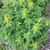 The yellow flowers have a warm, spicy fragrance and precede the leaves. 1